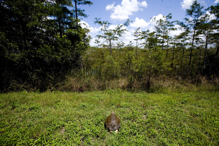 ever_13_lres ever_13_lres