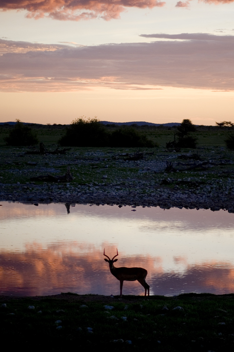 etosha04_lres